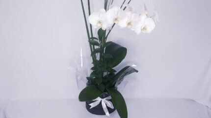 Orquídea Phalaenopsis branca