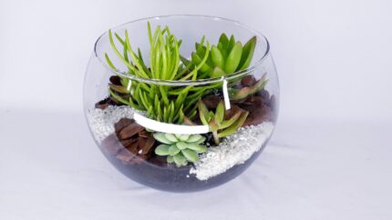 Terrário M